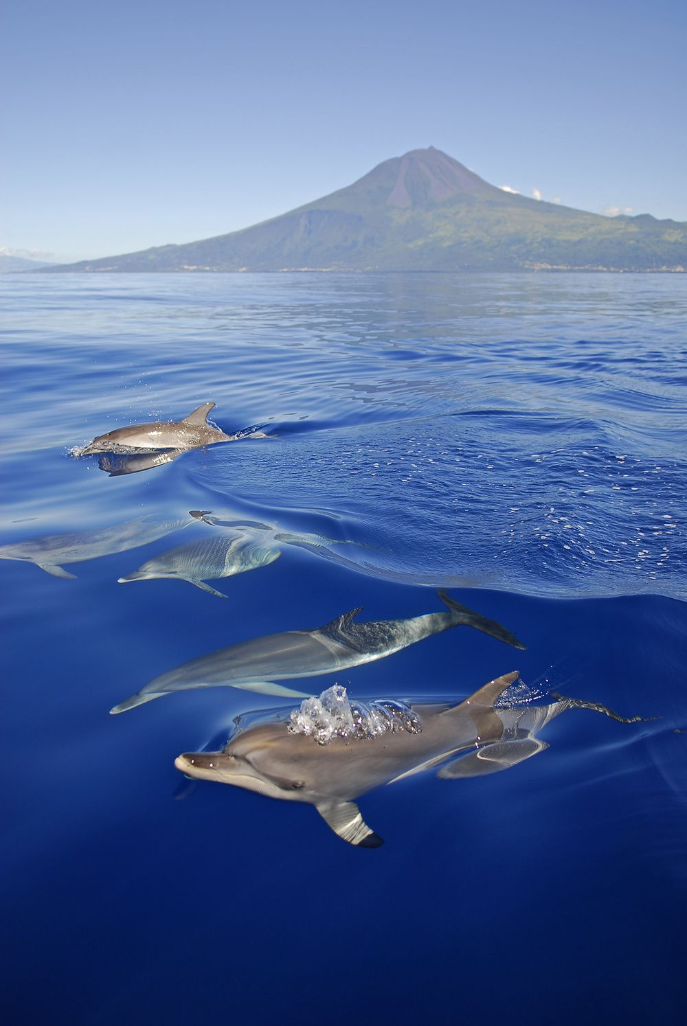 Dolphins swimming in blue water below Mount Pico