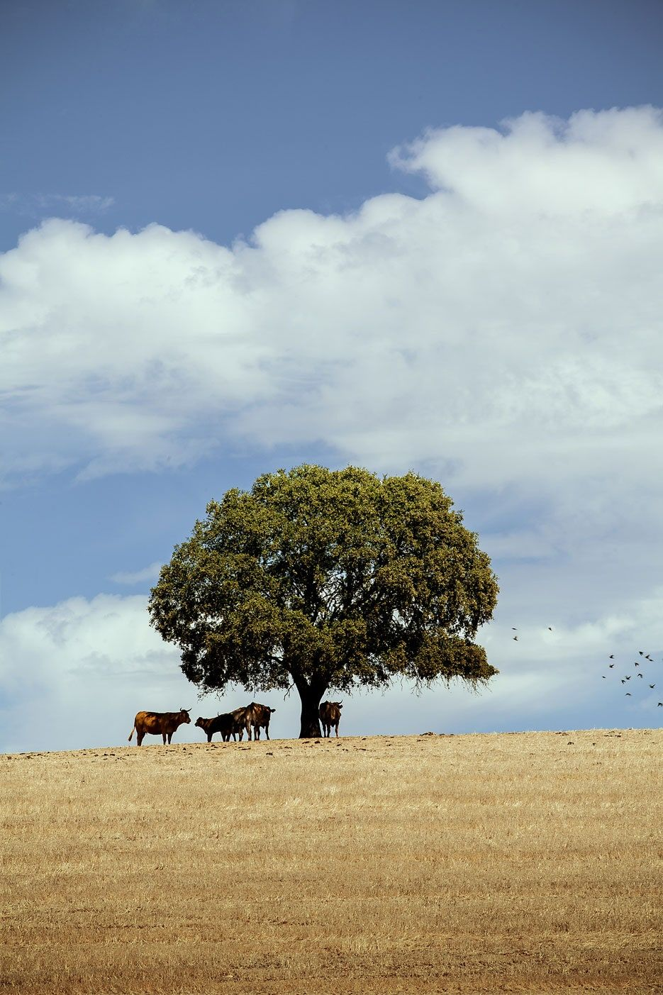 Cattle resting under a lone holm oak on the golden Alentejo plain
